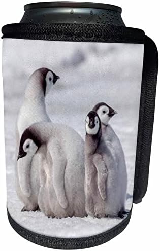 3dRose Antarktiszon. Császár pingvin csajokat keres. - Lehet Hűvösebb Üveg Wrap (cc-366285-1)